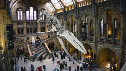 Um esqueleto pende sobre uma multidão no london museum of natural history
